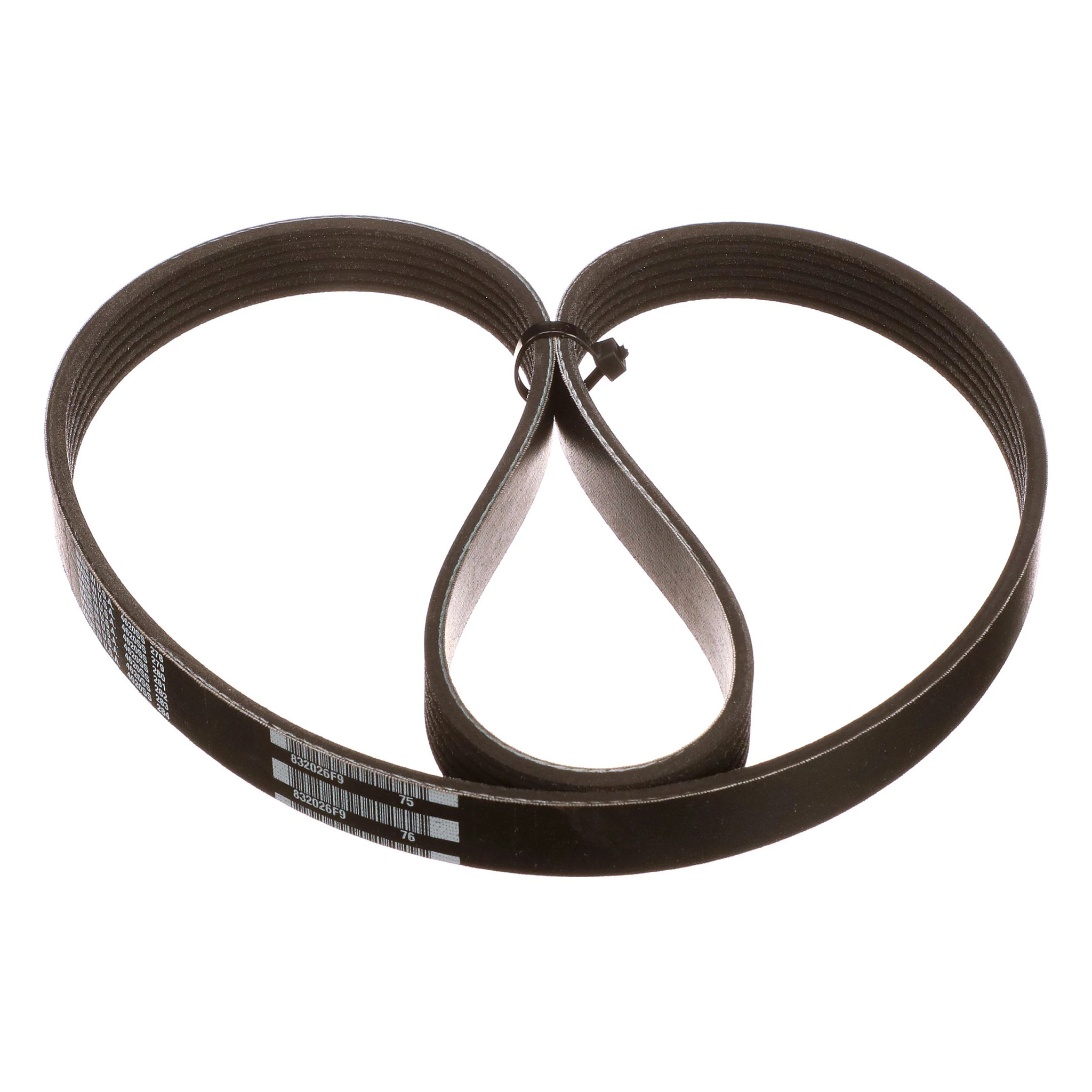 Correia serpentina Poly-V